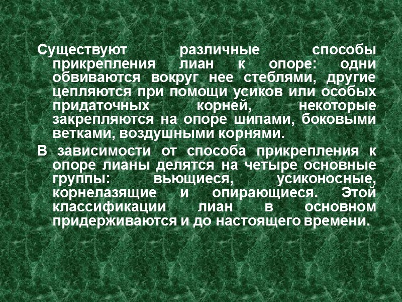 Существуют различные способы прикрепления лиан к опоре: одни обвиваются вокруг нее стеблями, другие цепляются